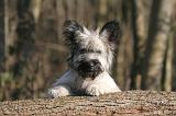 SKYE TERRIER 017